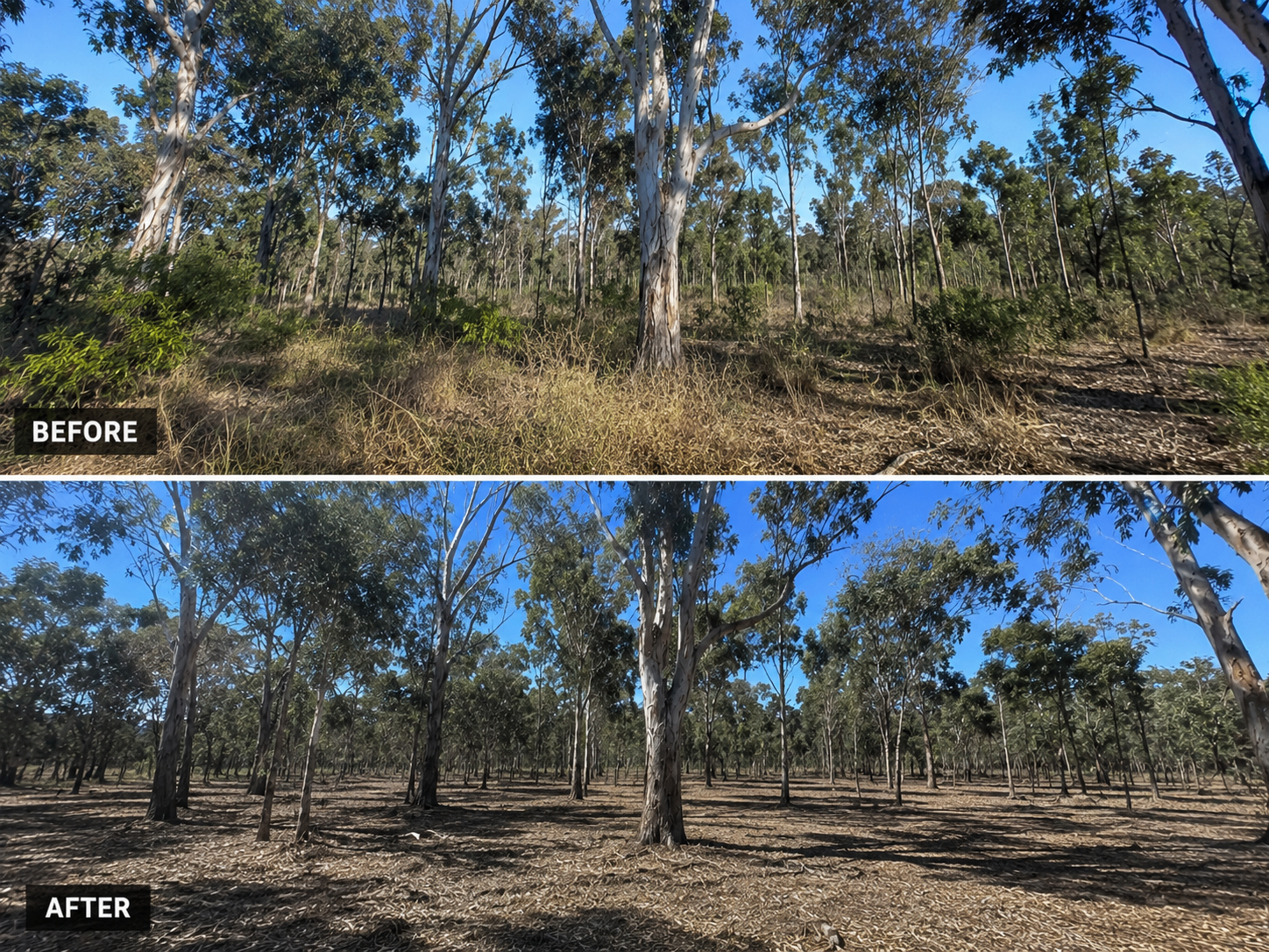 Before and after of blackberry and scrub cleared from rural land